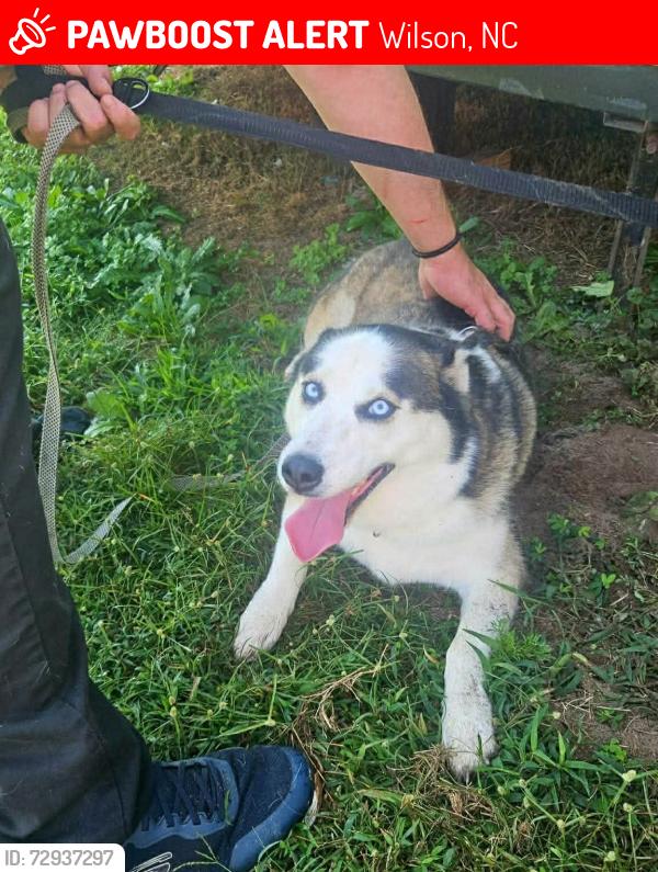Lost Female Dog last seen Frank prince Rd and Carr st Wilson NC, Wilson, NC 27893