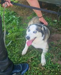 Lost Female Dog last seen Frank prince Rd and Carr st Wilson NC, Wilson, NC 27893
