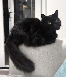 Lost Female Cat last seen Near Alum Rock Road , West Midlands, England B8 3NS