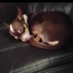 Lost Male Dog last seen Near west vanBuren , Phoenix, AZ 85009