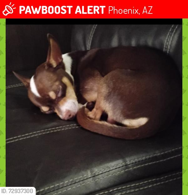 Lost Male Dog last seen Near west vanBuren , Phoenix, AZ 85009