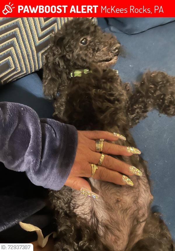 Lost Female Dog last seen Near Dohrman st, McKees Rocks, PA 15136