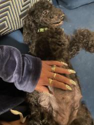 Lost Female Dog last seen Near Dohrman st, McKees Rocks, PA 15136