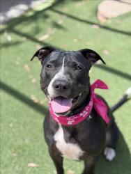 Shelter Stray Female Dog last seen , San Pedro, CA 90731
