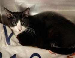 Shelter Stray Female Cat last seen , San Pedro, CA 90731