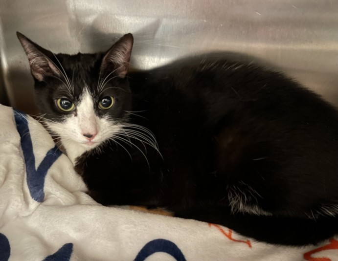 Shelter Stray Female Cat last seen , San Pedro, CA 90731