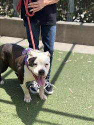 Shelter Stray Female Dog last seen , San Pedro, CA 90731