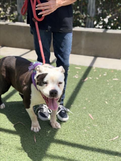 Shelter Stray Female Dog last seen , San Pedro, CA 90731