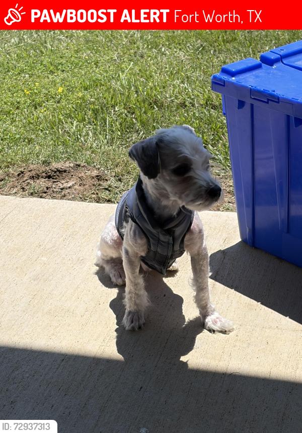 Lost Male Dog last seen ballater dr fort worth 76123, Fort Worth, TX 76123