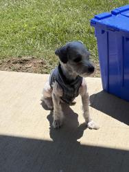 Lost Male Dog last seen ballater dr fort worth 76123, Fort Worth, TX 76123