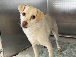 Shelter Stray Male Dog last seen , San Pedro, CA 90731