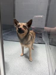 Shelter Stray Female Dog last seen Near , Indianapolis, IN 46221