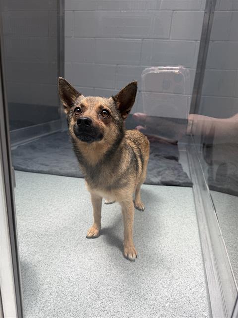Shelter Stray Female Dog last seen Near , Indianapolis, IN 46221