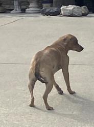 Found/Stray Unknown Dog last seen Near Sentous and forecastle area , West Covina, CA 91792
