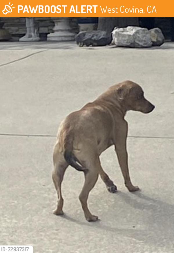 Found/Stray Unknown Dog last seen Near Sentous and forecastle area , West Covina, CA 91792
