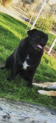 Lost Male Dog last seen Artcraft and Doniphan , El Paso, TX 79932