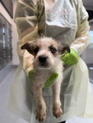 Shelter Stray Male Dog last seen Near , Indianapolis, IN 46221