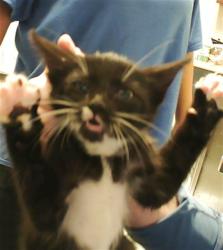 Shelter Stray Female Cat last seen Near BLOCK ENGLISH SADDLE DR, FAYETTEVILLE NC 28314, Fayetteville, NC 28306