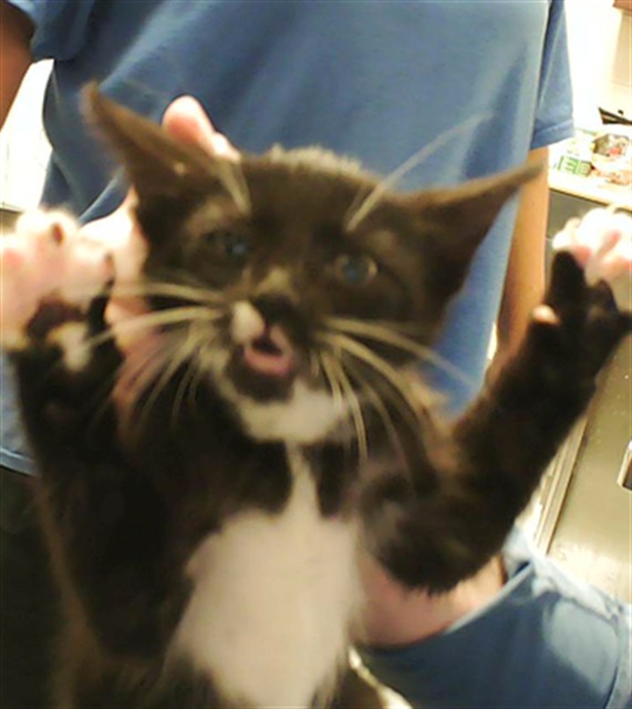 Shelter Stray Female Cat last seen Near BLOCK ENGLISH SADDLE DR, FAYETTEVILLE NC 28314, Fayetteville, NC 28306