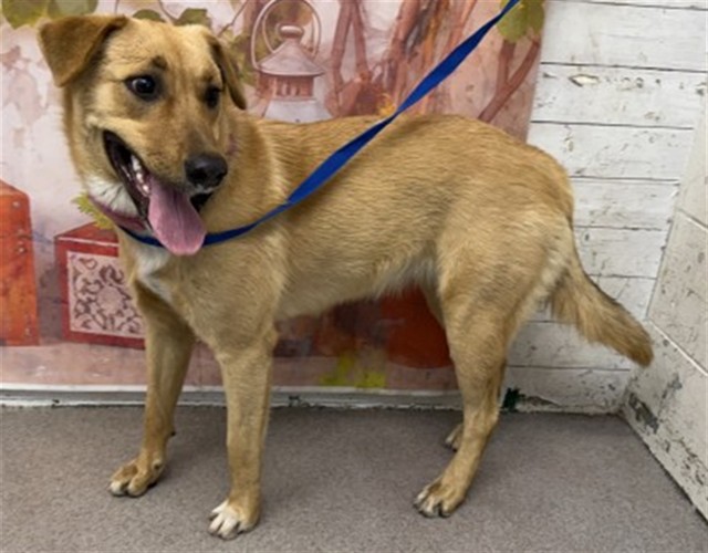 Shelter Stray Female Dog last seen N PEPPER AVE & W RIALTO AVE, SAN BERNARDINO, CA, 92376, San Bernardino, CA 92401