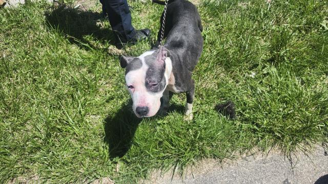 Shelter Stray Female Dog last seen Near BLOCK MORANG DR, DETROIT, MI 48224, Detroit, MI 48211