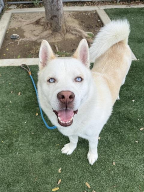 Shelter Stray Male Dog last seen , Chatsworth, CA 91311