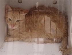 Shelter Stray Unknown Cat last seen COTTLEVILLE, St. Peters, MO 63376