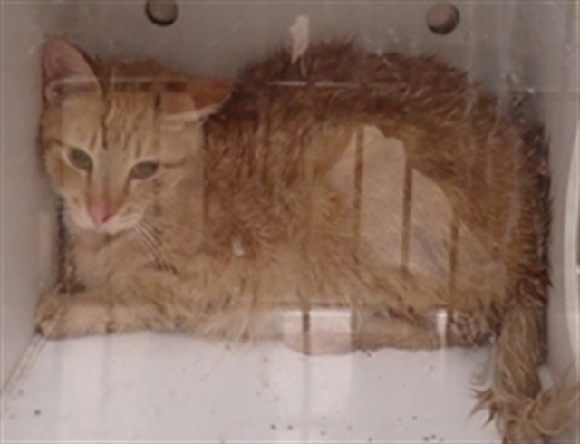 Shelter Stray Unknown Cat last seen COTTLEVILLE, St. Peters, MO 63376