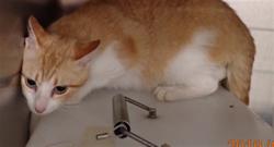 Shelter Stray Unknown Cat last seen COTTLEVILLE, St. Peters, MO 63376