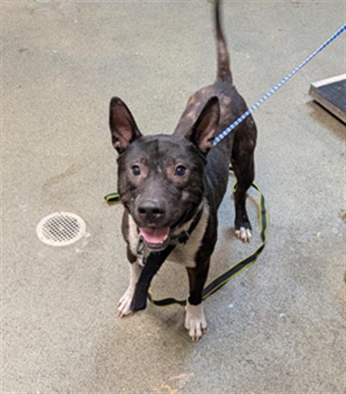 Shelter Stray Male Dog last seen Near BLOCK W 48TH ST, Jacksonville, FL 32204