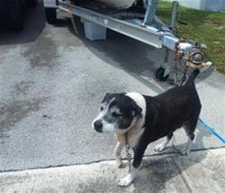 Shelter Stray Male Dog last seen Near BLOCK NW 43 ST, OAKLAND PARK FL 33309, Davie, FL 33312