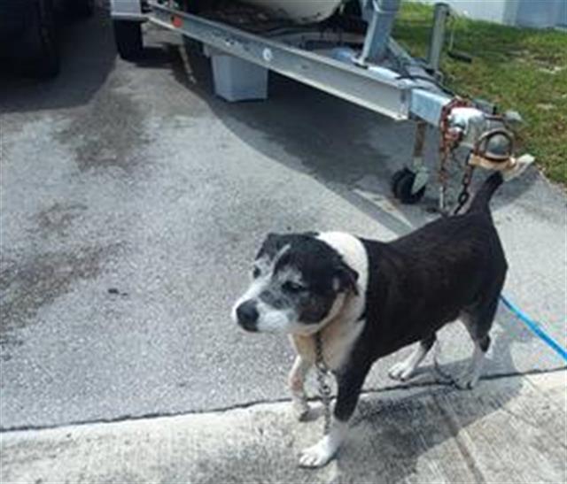 Shelter Stray Male Dog last seen Near BLOCK NW 43 ST, OAKLAND PARK FL 33309, Davie, FL 33312