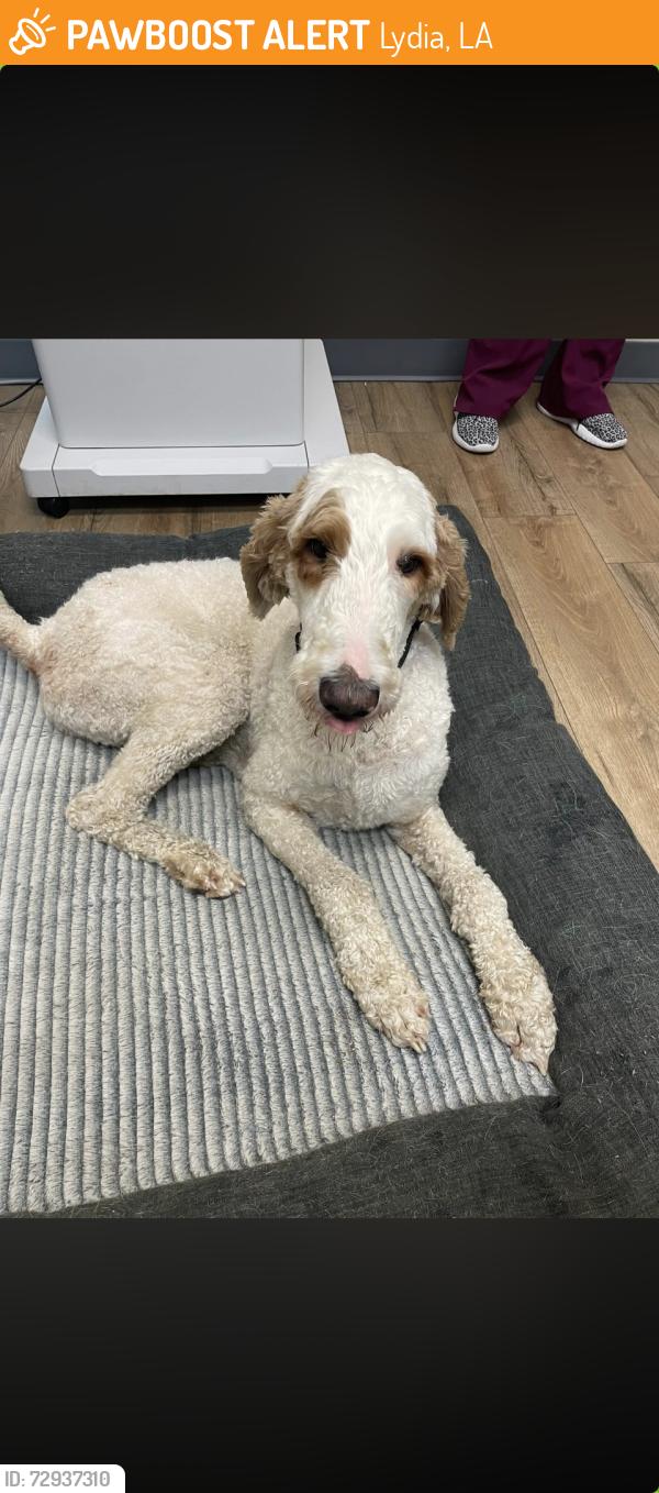 Found/Stray Male Dog last seen Dollar General, Lydia, LA 70560