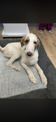 Found/Stray Male Dog last seen Dollar General, Lydia, LA 70560
