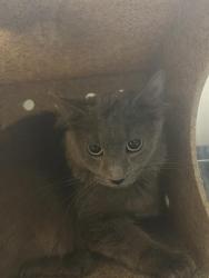 Shelter Stray Unknown Cat last seen Near BLOCK S 2200 W, WEST VALLEY CITY UT 84119, Salt Lake City, UT 84120