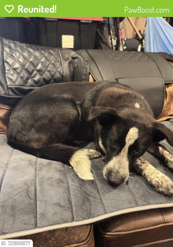Reunited Female Dog last seen W shirley circle Memphis tn , Memphis, TN 38127
