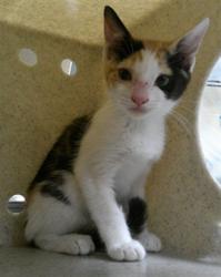 Shelter Stray Unknown Cat last seen E CHURCH AVE/LW, Sanford, FL 32773
