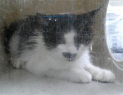 Shelter Stray Female Cat last seen E CHURCH AVE/LW, Sanford, FL 32773