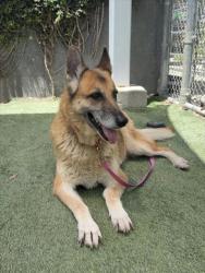 Shelter Stray Female Dog last seen , Los Angeles, CA 90047
