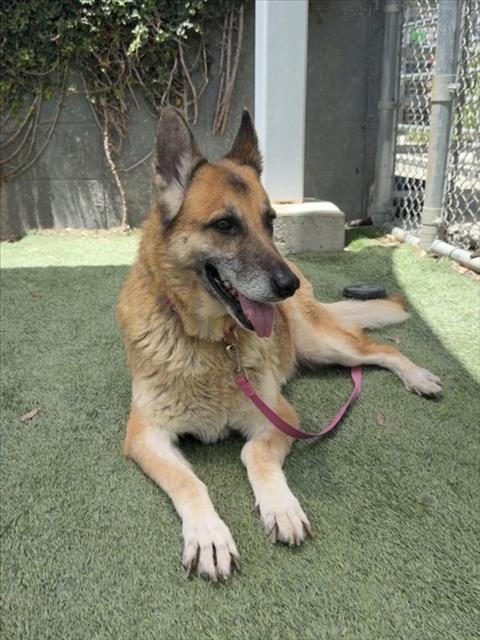 Shelter Stray Female Dog last seen , Los Angeles, CA 90047
