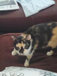 Reunited Female Cat last seen Near Crown Isle Circle, Wekiva Woods - Off Welch Road West of Thompson, Apopka, FL 32712