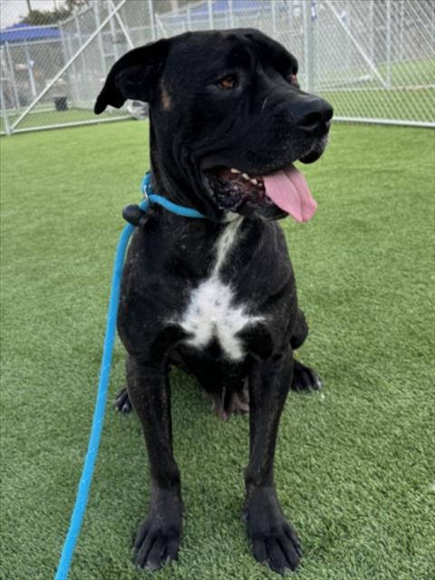 Shelter Stray Female Dog last seen , Los Angeles, CA 90031
