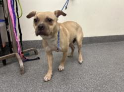 Shelter Stray Male Dog last seen , Los Angeles, CA 90031