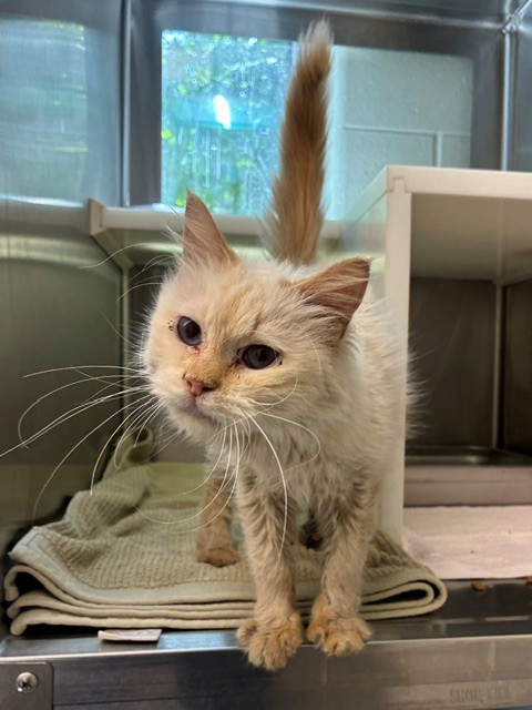 Shelter Stray Female Cat last seen 152ND AND PLESS, Brighton, CO 80601