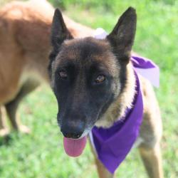 Shelter Stray Female Dog last seen Near BLOCK BRUNSWICK, San Antonio, TX 78227