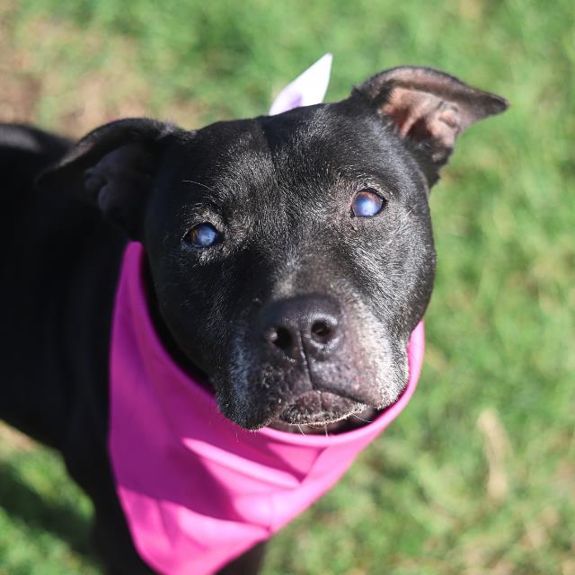 Shelter Stray Female Dog last seen Near BLOCK H ST, San Antonio, TX 78227