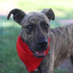 Shelter Stray Male Dog last seen Near BLOCK OMAHA ST, San Antonio, TX 78227