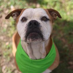 Shelter Stray Male Dog last seen Near BLOCK E SOUTHCROSS, San Antonio, TX 78227