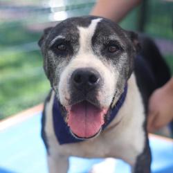 Shelter Stray Male Dog last seen Near BLOCK W COMMERCE, San Antonio, TX 78227