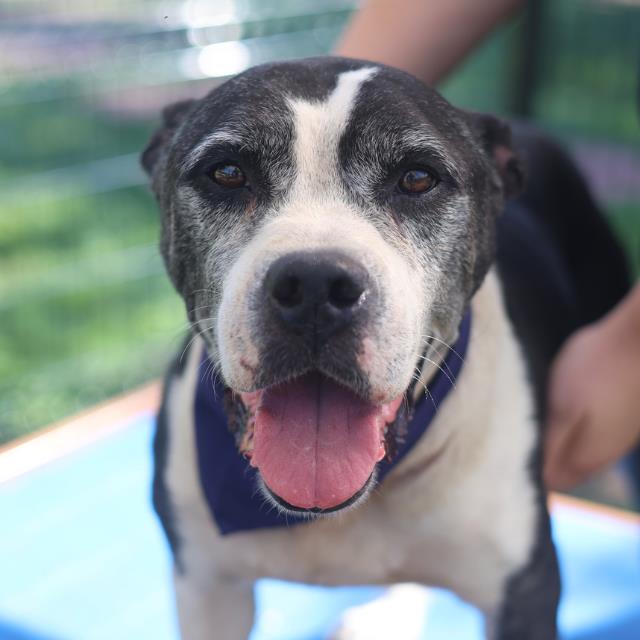 Shelter Stray Male Dog last seen Near BLOCK W COMMERCE, San Antonio, TX 78227
